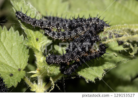 A swarm of peacock caterpillars on nettles 129153527