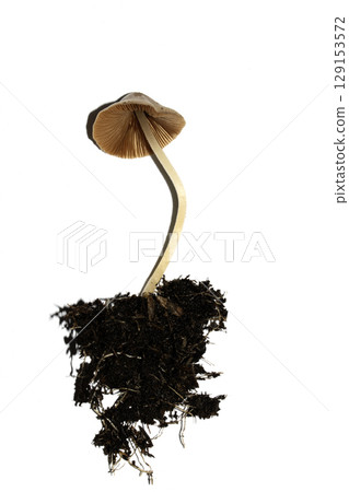 Small Wild Brown Mushroom Fungi On An Isolated White Background Small Wild Brown Mushroom Fungi On An Isolated White Background 129153572