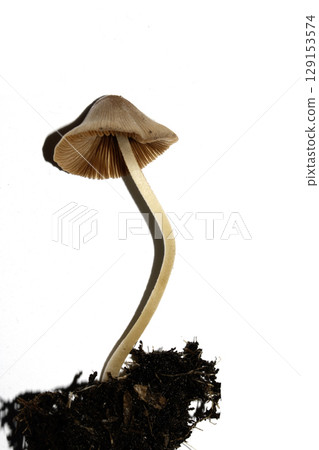 Small Wild Brown Mushroom Fungi On An Isolated White Background Small Wild Brown Mushroom Fungi On An Isolated White Background 129153574