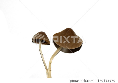 Small Wild Brown Mushroom Fungi On An Isolated White Background Small Wild Brown Mushroom Fungi On An Isolated White Background 129153579