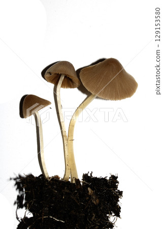 Small Wild Brown Mushroom Fungi On An Isolated White Background Small Wild Brown Mushroom Fungi On An Isolated White Background 129153580