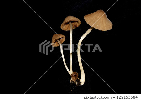 Small Wild Brown Mushroom Fungi On An Isolated Black Background Small Wild Brown Mushroom Fungi On An Isolated Black Background 129153584