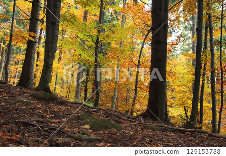 autumn forest 129153788