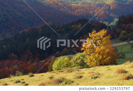 Meadow in mountains 129153797