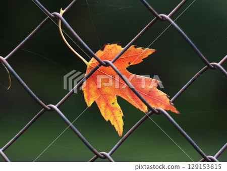 maple leaf 129153815