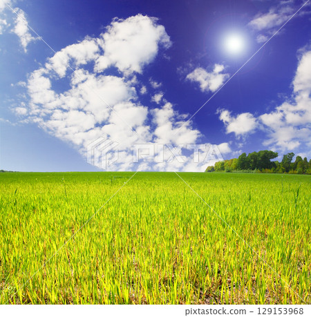 field field 129153968