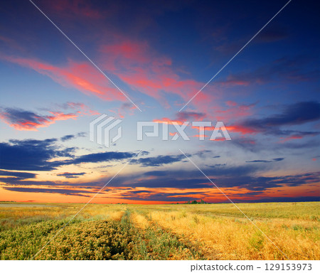 morning in meadow morning in meadow 129153973