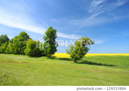 meadow meadow 129153984
