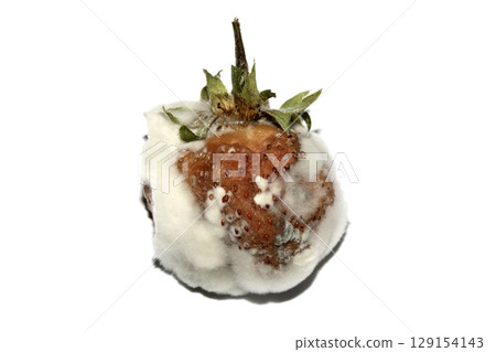 Close up of mouldy fruit strawberry strawberries on white background Close up of mouldy fruit strawberry strawberries on white background 129154143