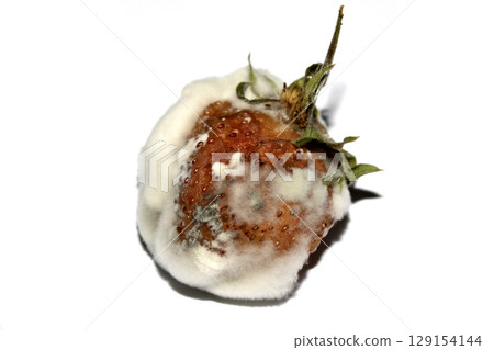 Close up of mouldy fruit strawberry strawberries on white background Close up of mouldy fruit strawberry strawberries on white background 129154144