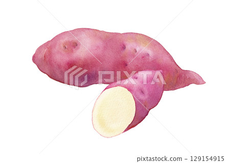 Autumn flavors: watercolor illustration of sweet potatoes. A combination of whole and cut. Autumn flavors: watercolor illustration of sweet potatoes. A combination of whole and cut. 129154915