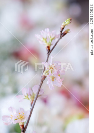 櫻花盛開 129155038