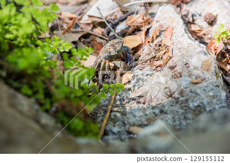 Crab on a rock on the shore of a pond Crab on a rock on the shore of a pond 129155112