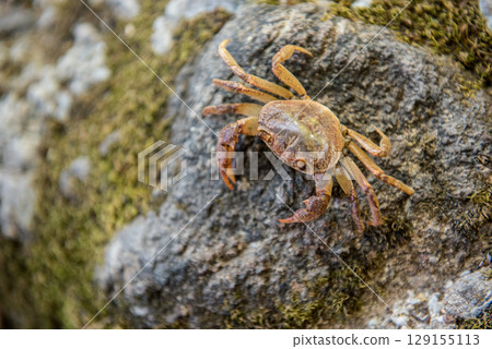 Crab on a rock on the shore of a pond 129155113