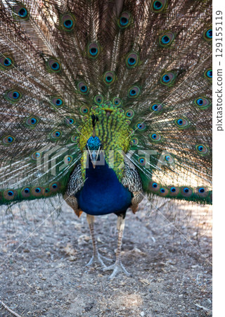 Peacocks walking in the garden at Filerimos hill on Rhodes island in Greece 129155119