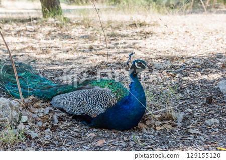 Peacocks walking in the garden at Filerimos hill on Rhodes island in Greece 129155120
