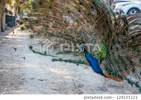 Peacocks walking in the garden at Filerimos hill on Rhodes island in Greece 129155121