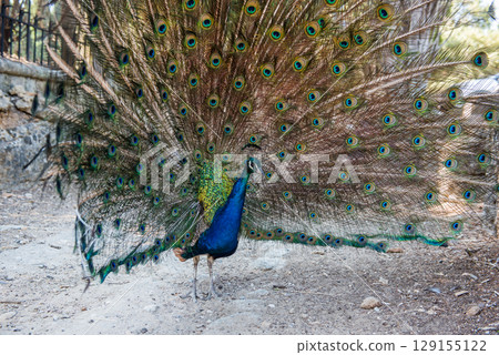 Peacocks walking in the garden at Filerimos hill on Rhodes island in Greece 129155122