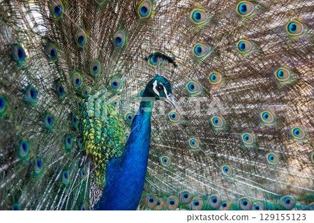 Peacocks walking in the garden at Filerimos hill on Rhodes island in Greece Peacocks walking in the garden at Filerimos hill on Rhodes island in Greece 129155123