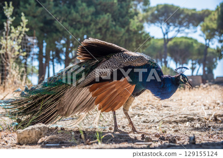 Peacocks walking in the garden at Filerimos hill on Rhodes island in Greece Peacocks walking in the garden at Filerimos hill on Rhodes island in Greece 129155124