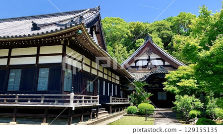 五月的寺院被蔚藍的天空和新綠所籠罩(愛知縣岡崎市尊念寺) 五月的寺院被蔚藍的天空和新綠所籠罩(愛知縣岡崎市尊念寺) 129155135