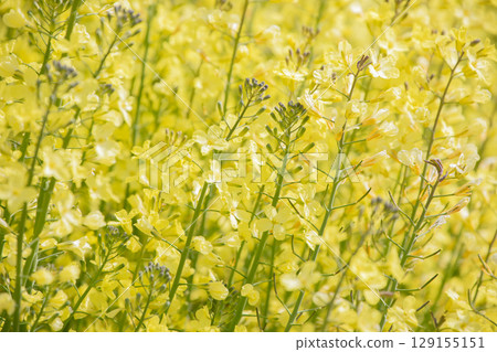 Spring image material: rape blossoms Spring image material: rape blossoms 129155151