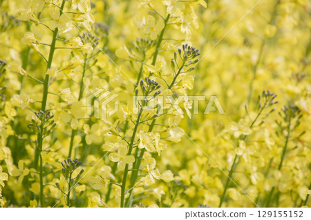 Spring image material: rape blossoms Spring image material: rape blossoms 129155152