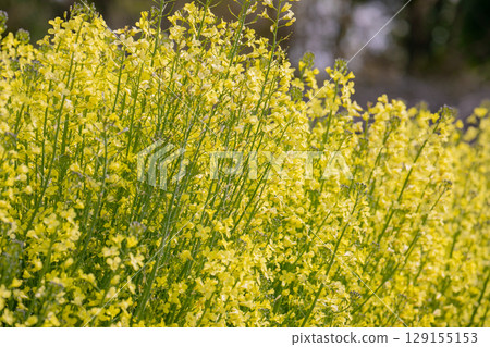 Spring image material: rape blossoms Spring image material: rape blossoms 129155153