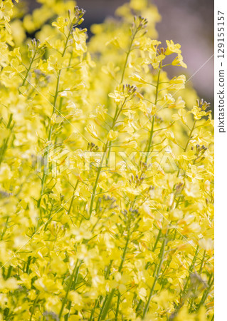 Spring image material: rape blossoms Spring image material: rape blossoms 129155157