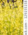 Spring image material: rape blossoms 129155158