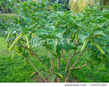 Brugmansia. angel trumpets. Tree-like shrub in the south. Yellow flowers. Bells. 129155264