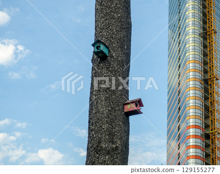 Birdhouses on a large tree. Birdhouses of unusual design in the park. Caring for birds. Nesting place. Homemade things. Against the backdrop of a large house. People and animals Birdhouses on a large tree. Birdhouses of unusual design in the park. Caring for birds. Nesting place. Homemade things. Against the backdrop of a large house. People and animals 129155277