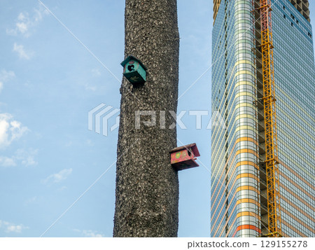 Birdhouses on a large tree. Birdhouses of unusual design in the park. Caring for birds. Nesting place. Homemade things. Against the backdrop of a large house.  People and animals 129155278