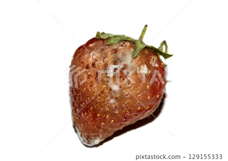 Close up of mouldy fruit strawberry strawberries on white background 129155333
