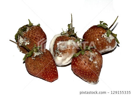 Close up of mouldy fruit strawberry strawberries on white background Close up of mouldy fruit strawberry strawberries on white background 129155335