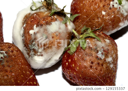 Close up of mouldy fruit strawberry strawberries on white background 129155337