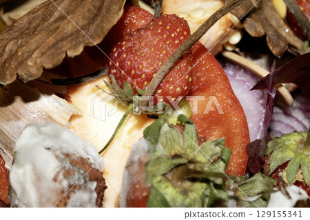 Close up of mouldy fruit strawberry strawberries on white background Close up of mouldy fruit strawberry strawberries on white background 129155341