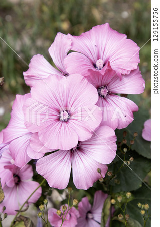Lavatera Plant Pink Flower Tree Mallow 129155756
