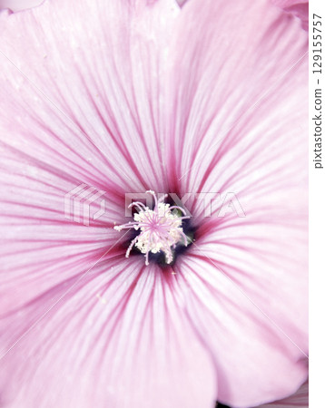 Lavatera Plant Pink Flower Tree Mallow Lavatera Plant Pink Flower Tree Mallow 129155757