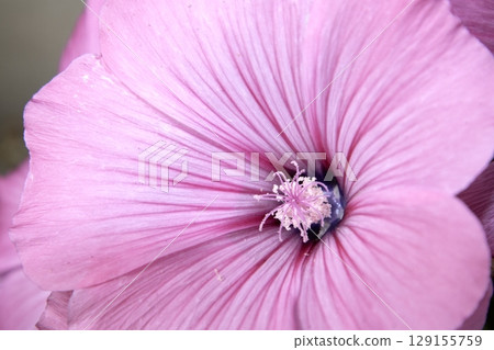 Lavatera Plant Pink Flower Tree Mallow Lavatera Plant Pink Flower Tree Mallow 129155759