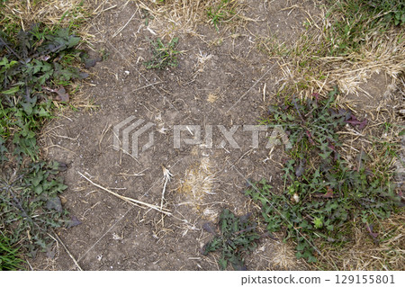 Close up of dry grass lawn with weeds after a hosepipe ban 129155801