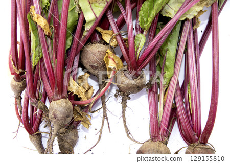 Fresh home grown beetroot with stems and leaves gardening harvest Fresh home grown beetroot with stems and leaves gardening harvest 129155810