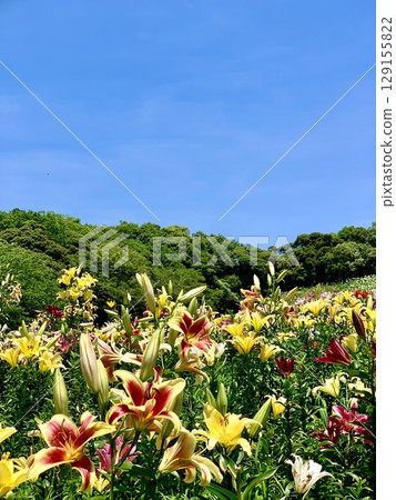 藍天白雲和新綠環繞的盛開的百合花田(靜岡縣袋井市桂水百合園) 藍天白雲和新綠環繞的盛開的百合花田(靜岡縣袋井市桂水百合園) 129155822