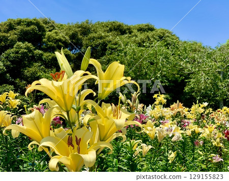 藍天白雲和新綠環繞的盛開的黃色百合花田(靜岡縣袋井市桂水百合園) 藍天白雲和新綠環繞的盛開的黃色百合花田(靜岡縣袋井市桂水百合園) 129155823