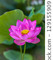 One wheel of pink lotus flower 129155909