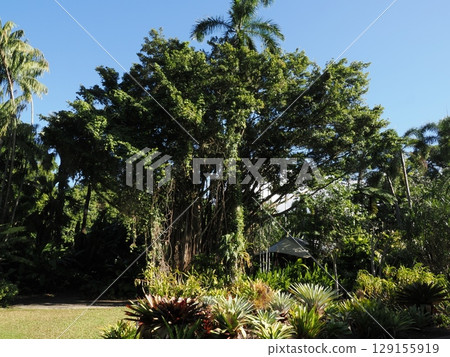 Green Corridor - Serenity in Cairns Tropical Gardens 129155919