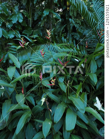 Colorful Leaf Paradise - A Feast of Tropical Plants in Cairns 129155921