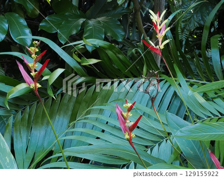 A jungle of colour - the shade of tropical flowers in Cairns 129155922