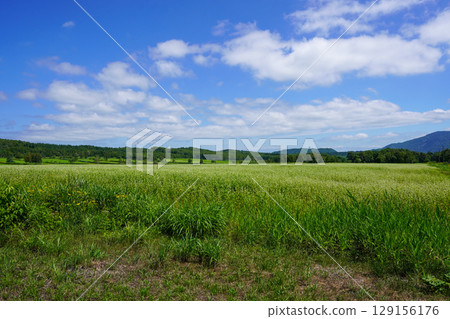 A vast field of buckwheat in the depths of Shintotsukawa Town. A vast field of buckwheat in the depths of Shintotsukawa Town. 129156176