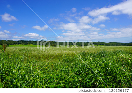 A vast field of buckwheat in the depths of Shintotsukawa Town. A vast field of buckwheat in the depths of Shintotsukawa Town. 129156177